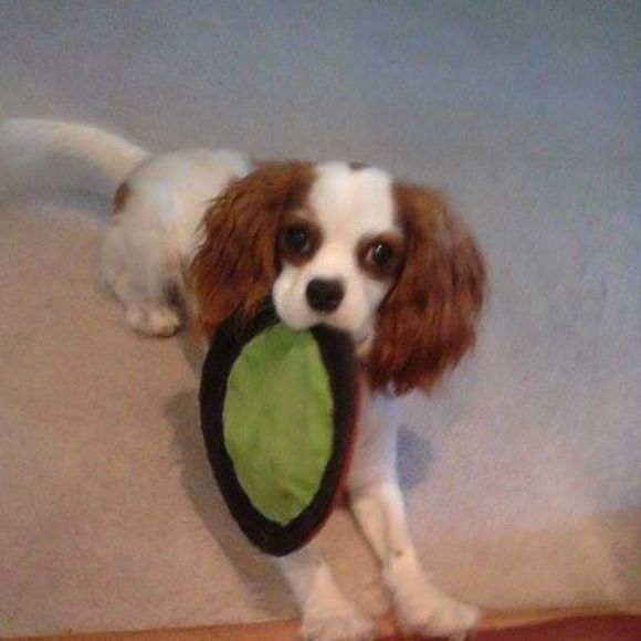 Meet your Posher, Judy - Picture 1 of 1